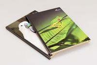 Brulion A4 Animals w kratkę 96 kartek