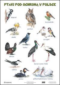 Plansza Ssaki pod ochroną w Polsce Ptaki pod ochroną w Polsce