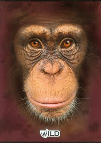 Zeszyt A5 Wild w kratkę 60 kartek Małpa