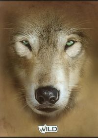 Zeszyt A5 Wild w kratkę 60 kartek Wilk