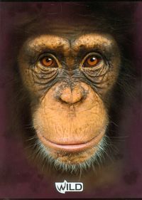 Zeszyt A5 Wild w kratkę 80 kartek Małpa