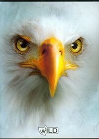 Zeszyt A5 Wild w kratkę 80 kartek Orzeł